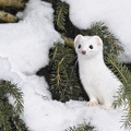 Animaux sauvages